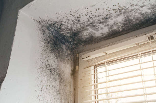 Trusted Commercial Mold Remediation service in Newport News, VA - Cheap Mold Removal
