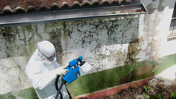 Trusted Mold Inspection service in Newport News, VA - Cheap Mold Removal